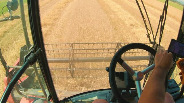 Red combine harvester collects ripe wheat on a big field. Harvesting process filmed from inside of combine. Farmers perspective.  