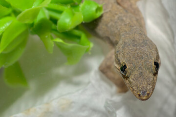 ハウスゲッコー