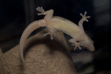 ハウスゲッコー