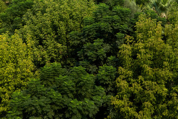 Green colored background with tree leaves