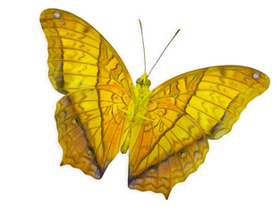 Fototapeta na wymiar Beautiful Golden Butterfly, Common Cruiser, isolated on white background