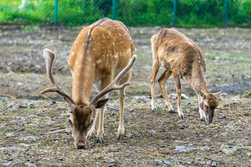 deer in the woods. Magnificent landscape of the Ukrainian Carpathians. Pylypets