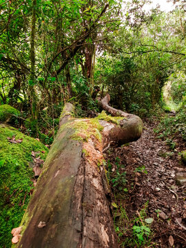 Vertical shot of a big tree fallen int he farest