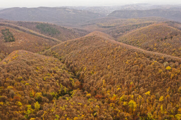 Aerial photo of a colored forest in autumn