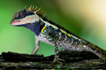 Beautiful of Long headed Boulenger lizard with black face and red eyes
