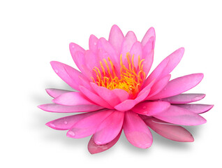 Beautiful of Pink Waterlity or Lotus Flower on white background with soft shadow