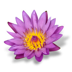 Fototapeta premium Beautiful of Purple Waterlity or Lotus Flower on white background with soft shadow