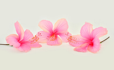 Beautiful of Triple Pink Hibiscus flowers on white background