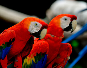 Beautiful of Scarlet Macaws stay together, red macaws