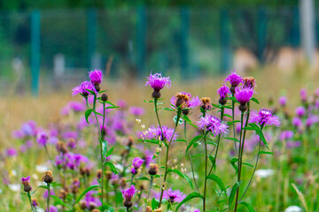 Fototapeta premium A thistle. the national flower of Scotland. flowers in the meadow