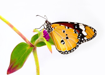 Beautiful Plain Tiger Butterfly sticks on pink flower isolated on white background