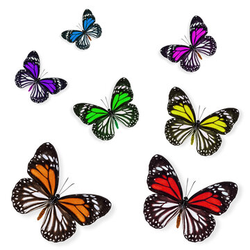 Beautiful set of colorful white tiger butterflies flying on white background