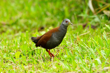 Best photo of Black-tailed Crake