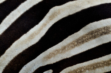 Best pattern of Zebra camouflage skin texture
