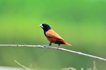 Bird, Black-headed Munia or Chestnut Munia