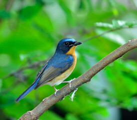 Bird, Hill Blue Flycatcher, cyornis banyumas, perching on the branch with details from head to tow