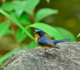 Bird, Hill Blue Flycatcher, cyornis banyumas, standing on rock with nice background