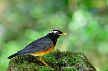 A male of Balck-breated Thrush