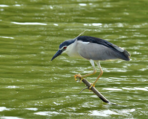 Black-crowned Night Heron patience on low stick fishing for fish in the pond, nycticorax