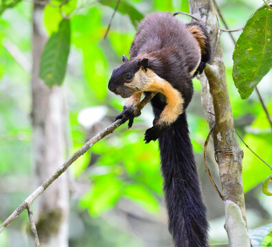 Black Giant Squirrel (Ratufa bicolor) Kaeng Krachan National Park,Thailand