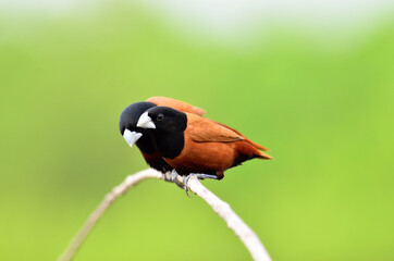 Black-headed Munia matting on the branch with nice clear green background