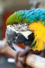 portrait of a blue yellow macaw parrot
