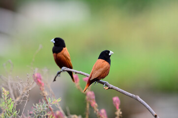 Black-headed Munia or Chestnut Munia on the brach with nice pink flower around