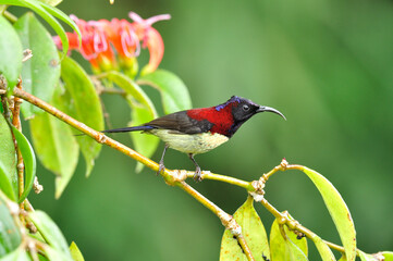 Black-throated Sunbird