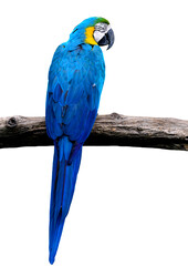 Blue and gold macaw bird in full body shot