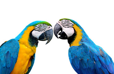 Blue and Gold Macaw Parrot birds in love moment isolated on white background