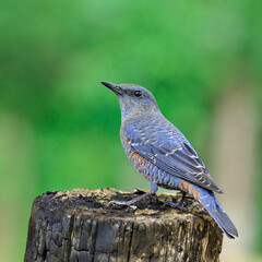Blue Rock Thrush bird (Monticola solitarius) with funny actions
