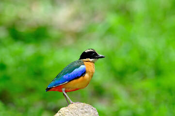 Blue-winged Pitta standing on the rock with spiky hair do