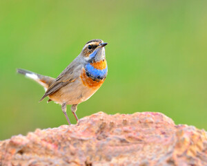 Bluethroat, beautiful blue bird with colorful on its neck standing on the rock