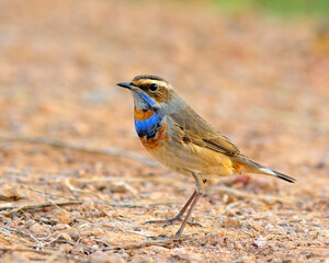 Bluethroat, beautiful blue bird with colorful on its neck