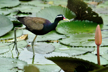 Bronze-winged jacana standing on lotus leaf in the pond with very long legs above water