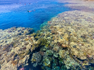 The people snorkeling in blue waters above coral reef on red sea in Sharm El Sheikh, Egypt.