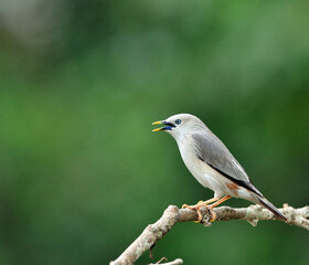 Chestnut-tailed Starling bird (Sturnus malabaricus) sitting on the branch with nice green background