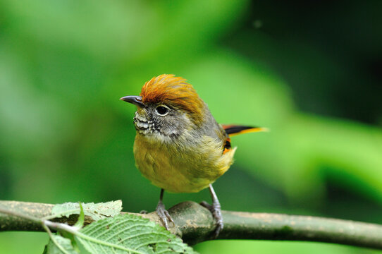 Chestnut-tailed Minla