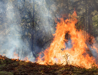 Fogo na floresta