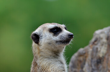 Fototapeta premium Closeup or Meercat or Meerkat face with blur background