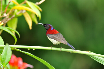 Colorful of male black-throated sunbird (Aethopyga saturata) with flower