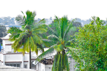 beach with palm trees