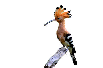 Common Hoopoe or Eurasian Hoopoe with spiky crested
