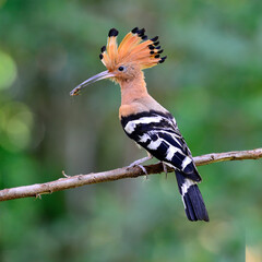 Common Hoopoe or Eurasian Hoopoe bird having food in mouth © prin79
