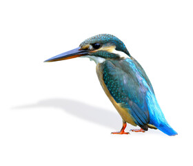 Common Kingfisher Bird (Alcedo atthis) showing details of its side and back feathers