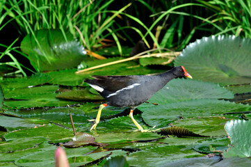 Common Moorhen walking on lotus leafs with lotus flowers in composition