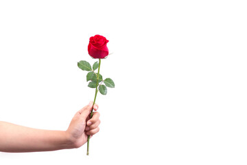 hand holding a beautiful red rose isolated on white background for valentine concept...