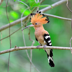 Common or Eurasian Hoopoe bird picking insect