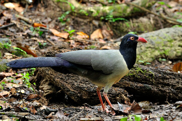Coral-billed Ground Cuckoo standing with perfect details
