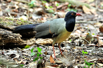 Coral-bileed Ground Cuckoo standing with spiky hair do